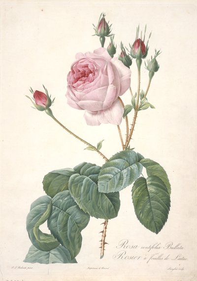 Rosa centifolia Bullata, Rosier a feuilles de Laitue, da Les Roses, 1817-24 (incisione a puntasecca colorata a mano) da Pierre Joseph Redouté