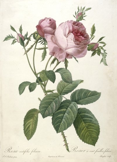 Rosa centifolia foliacea, Rosier a cent feuilles, foliace, da Les Roses, 1817-24 (incisione a puntasecca colorata a mano) da Pierre Joseph Redouté