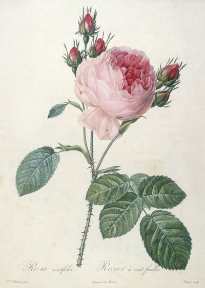 Rosa centrifolia, Rosier a cent feuilles, da Les Roses, 1817-24 (incisione a puntasecca colorata a mano) da Pierre Joseph Redouté