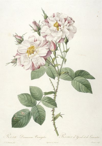 Rosa damascene variegata, Rosier d