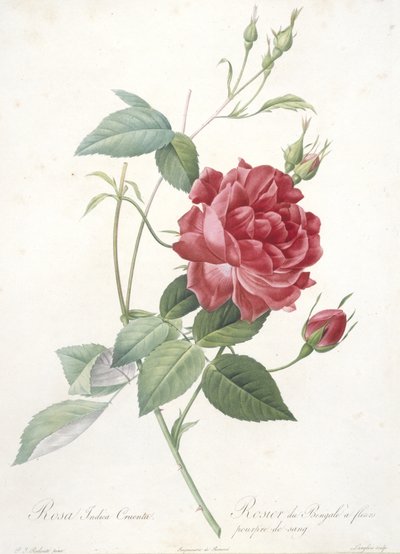 Rosa indica cruenta, Rosier du Bengale a fleurs pourpre de sang, da Les Roses, 1817-24 (incisione a puntasecca colorata a mano) da Pierre Joseph Redouté