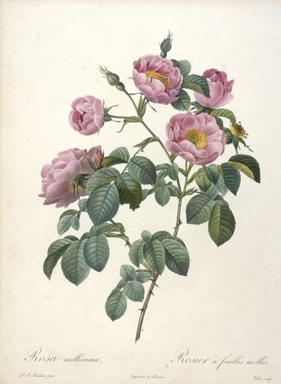 Rosa mollissima, Rosier a feuilles molles, da Les Roses, 1817-24 (incisione a puntasecca colorata a mano) da Pierre Joseph Redouté