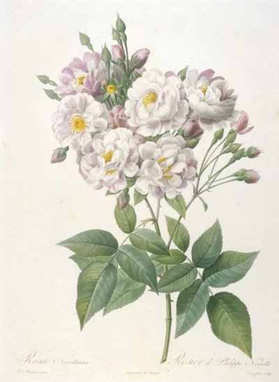 Rosa noisettiana, Rosier de Philippe de Noisette, da La Couronne des Roses, 1817-24 (incisione a puntasecca colorata a mano) da Pierre Joseph Redouté