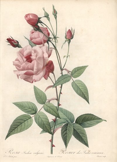 Rosa Bengal Rose - Acquaforte di Bessin, basata su un