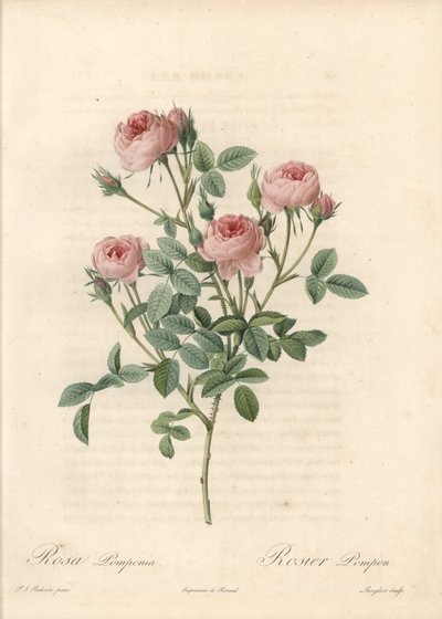 Rose de Meaux a fiori rosa - Acquaforte di Langlois, basata su un