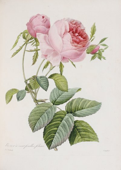 Rosa, inciso da Eustache Hyacinthe Langlois da Pierre Joseph Redouté