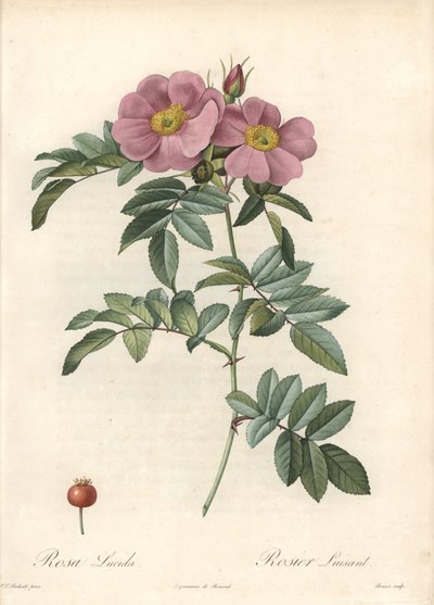 Rosa della Virginia, con fiori rosa - Acquaforte di Bessin, basata su un