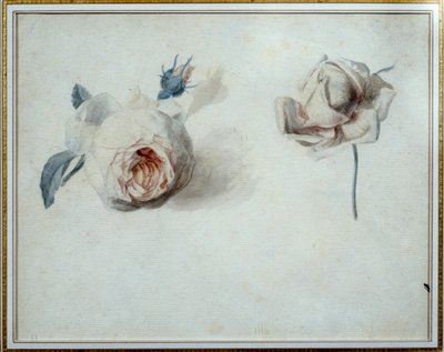 Studio di rosa Acquerello di Pierre Joseph Redouté (1759-1840) XIX secolo Malmaison, museo del castello da Pierre Joseph Redouté