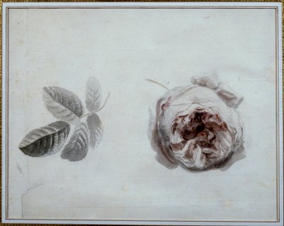 Studio di rosa Acquerello di Pierre Joseph Redouté (1759-1840) XIX secolo Malmaison, museo del castello da Pierre Joseph Redouté