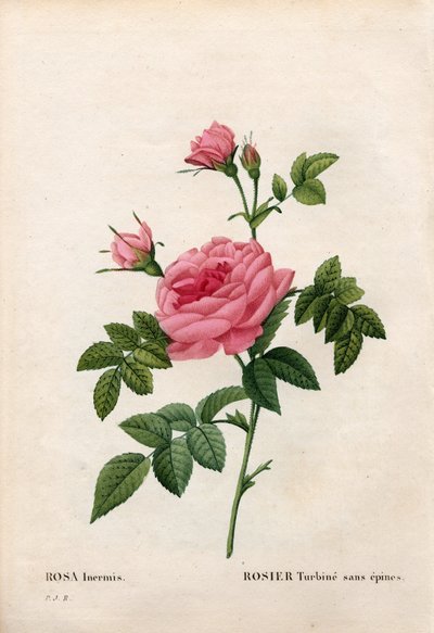 Rosa senza spine da Pierre Joseph Redouté