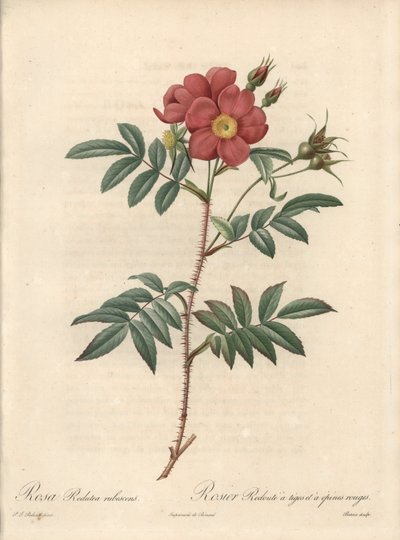 Rosier brillant da Pierre Joseph Redouté