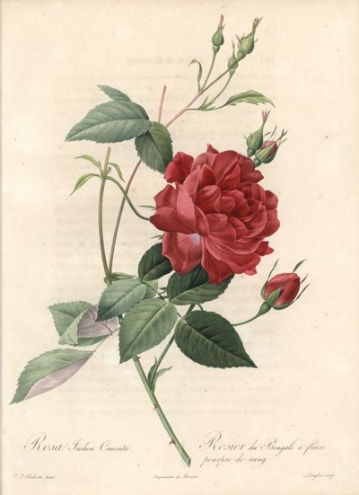 Rosier de Chine - Acquaforte di Langlois, basata su un