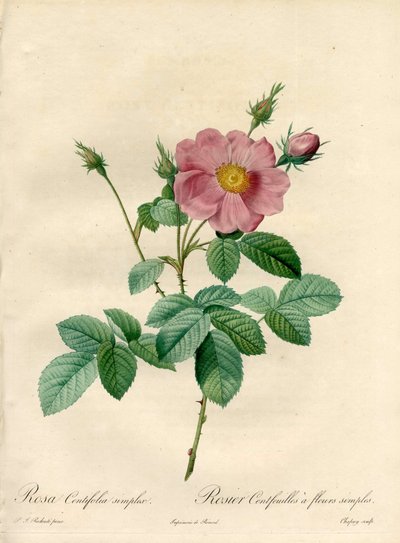 Rosier cento foglie con fiori semplici - Acquaforte di Chapuy, da un