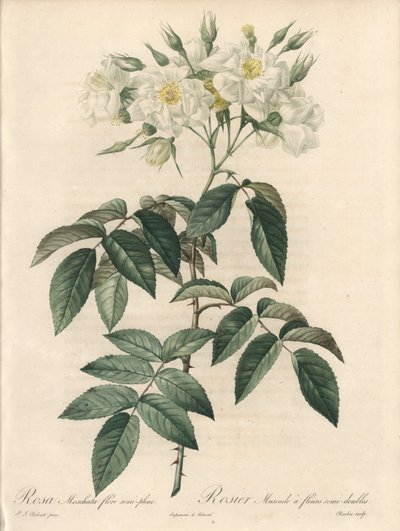 Rosier musque, con fiori doppi - Acquaforte di Charlin, da un