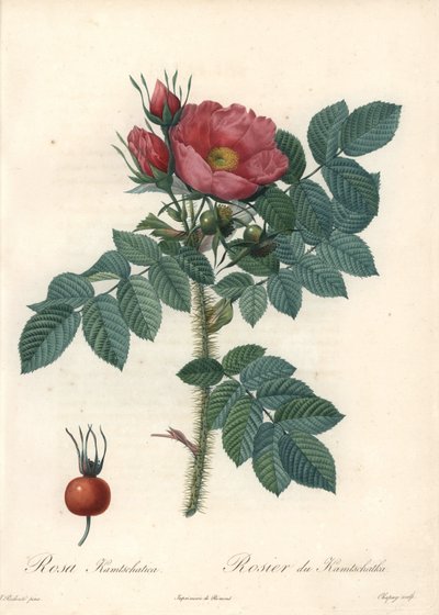 Rosa rugosa o rosa del Kamchatka da Pierre Joseph Redouté