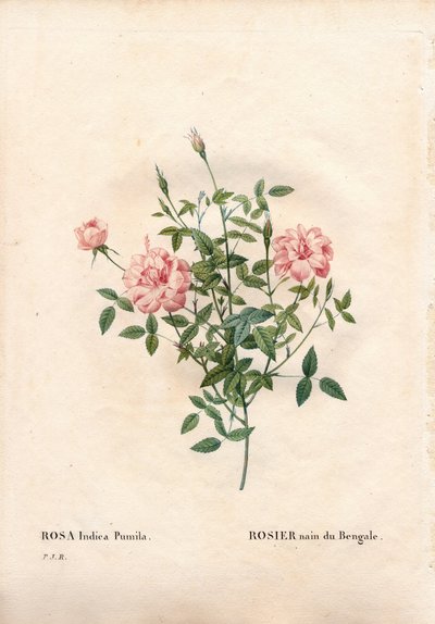 Rosa Rouletii, varietà di Rosa chinensis minima, rosa nana del Bengala. Incisione a puntasecca colorata a mano da Les Roses di Pierre Joseph Redouté, Parigi da Pierre Joseph Redouté