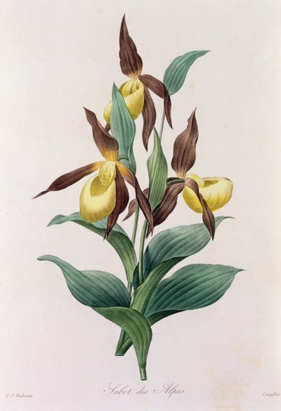 Sabot delle Alpi da Pierre Joseph Redouté