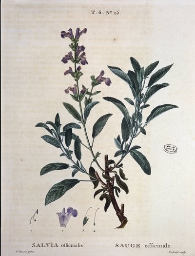 Salvia officinale - in "Nouveau Duhamel ou traité des arbres e arbusti che si coltivano in Francia", disegni di P.J. Redouté e P. Bessa, Parigi da Pierre Joseph Redouté