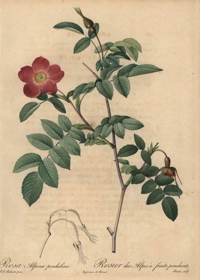 Rosa alpina scarlatta, Rosa pendulina da Pierre Joseph Redouté