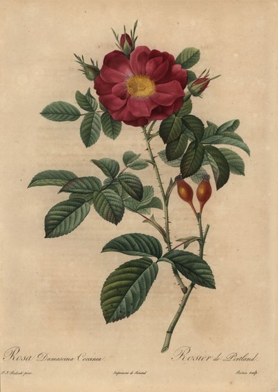 Rosa damascena scarlatta, Rosa damascena da Pierre Joseph Redouté