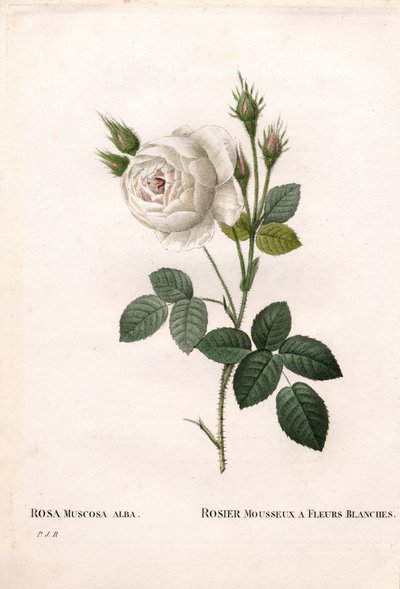 Rosa muschiata bianca di Shailer, Rosa centifolia var. alba-muscosa da Pierre Joseph Redouté