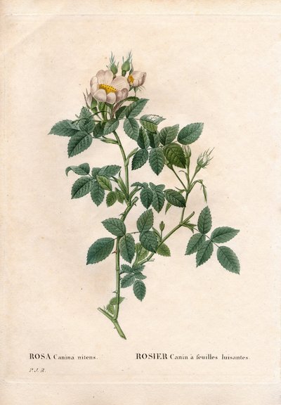 Rosa canina a foglie lucide, varietà Rosa canina. Incisione a puntasecca colorata a mano da “Les Roses” di Pierre Joseph Redoute, Parigi da Pierre Joseph Redouté