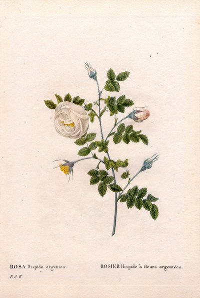 Rosa tomentosa a fiori d