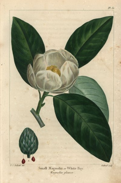 Piccolo albero di magnolia o baia bianca, Magnolia glauca da Pierre Joseph Redouté