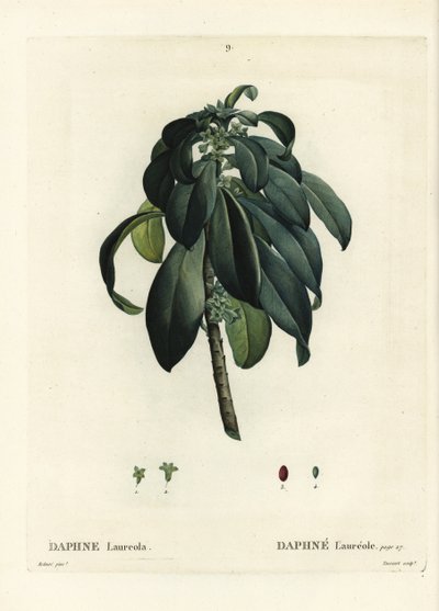 Daphne laureola da Pierre Joseph Redouté