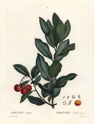 Corbezzolo, Arbutus unedo. Incisione a puntasecca colorata a mano da un
