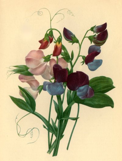 Piselli odorosi: Lathyrus odoratus da Pierre Joseph Redouté