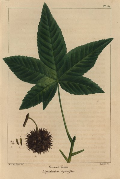 Albero di gomma dolce, Liquidambar styraciflua da Pierre Joseph Redouté