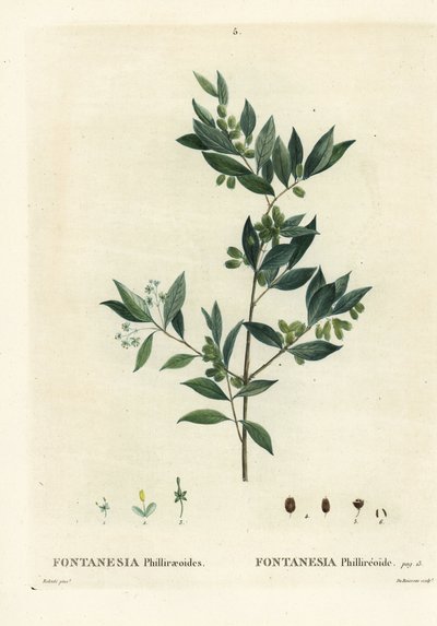 Fontanesia phillyreoides da Pierre Joseph Redouté