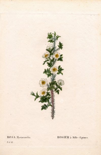 Rosa a mille spine, Rosa myriacantha. Incisione a puntasecca colorata a mano da Les Roses di Pierre Joseph Redouté, Parigi da Pierre Joseph Redouté