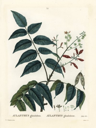 Albero del paradiso, ailanto o chouchun, Ailanthus altissima (Aylanthus glandulosa). Incisione a puntasecca colorata a mano di Moret da un