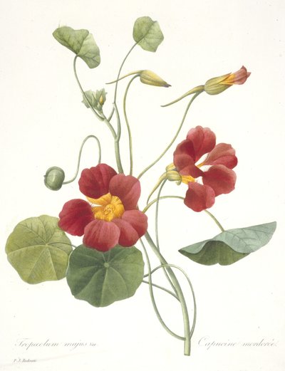 Tropaeolum majus (Nasturzio da Giardino), 1827 da Pierre Joseph Redouté