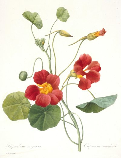 Tropaeolum majus Nasturzio da giardino da Pierre Joseph Redouté