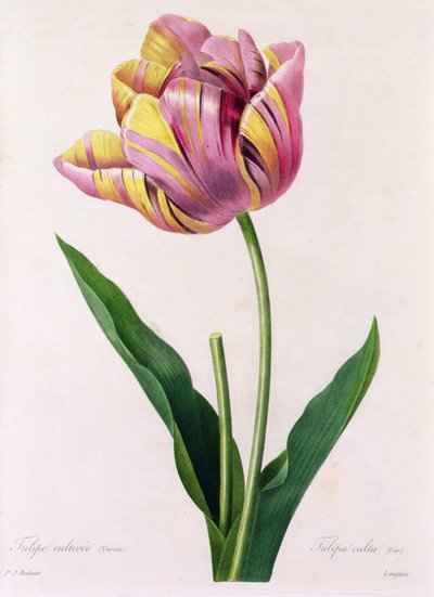 Tulipa Culta da Pierre Joseph Redouté
