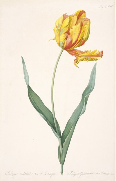 Tulipa Gesneriana var. Dracontia Tulipano Pappagallo, 1816 da Pierre Joseph Redouté
