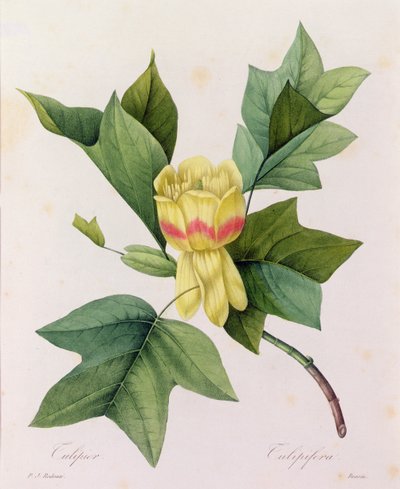 Tulipifera da Pierre Joseph Redouté