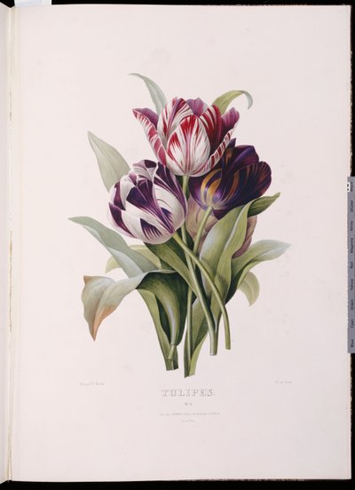 Tulipani, da "Una bella serie di bouquet floreali" da Pierre Joseph Redouté