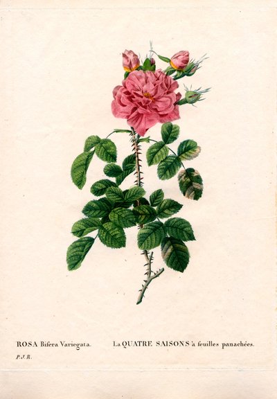 Rosa variegata delle Quattro Stagioni, Rosa damascena var. bifera. Incisione a puntasecca colorata a mano dal libro “Les Roses” di Pierre Joseph Redoute, Parigi da Pierre Joseph Redouté