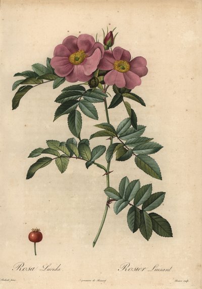 Rosa della Virginia, Rosa virginiana da Pierre Joseph Redouté