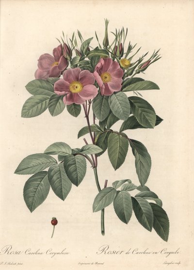 Rosa della Virginia, fiori scuri - Acquaforte di Langlois, basata su un