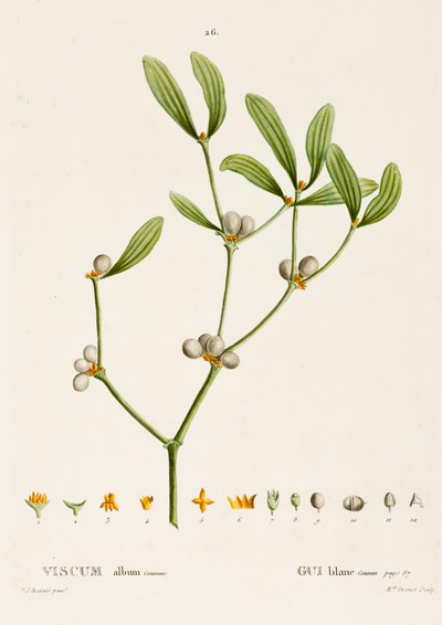 Viscum album L. Vischio da Pierre Joseph Redouté