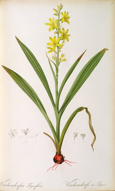 Wachendorfia Thyrsiflora, da 