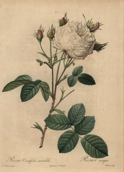 Rosa cavolo bianca e rosa, Rosa centifolia da Pierre Joseph Redouté