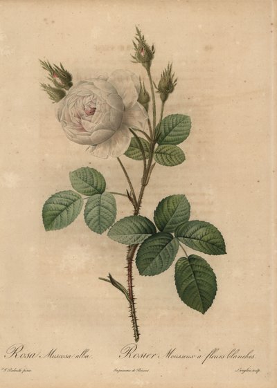 Rosa cavolo bianco, Rosa muscosa alba da Pierre Joseph Redouté