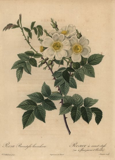Rosa canina bianca, Rosa stylosa da Pierre Joseph Redouté