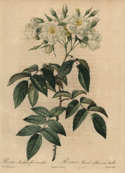 Rosa muschiata bianca, Rosa moschata da Pierre Joseph Redouté